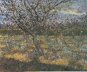 Vincent Van Gogh Flowering orchard with apricot-trees oil on canvas